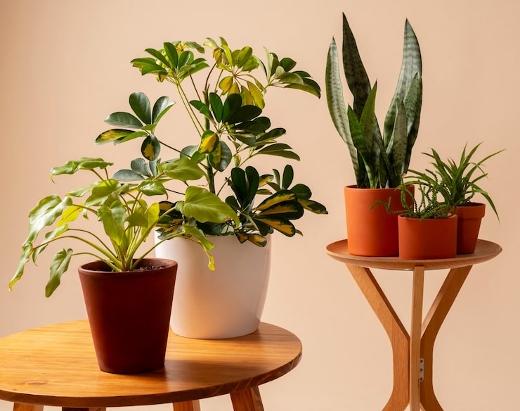 indoor plants