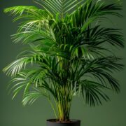 indoor plants