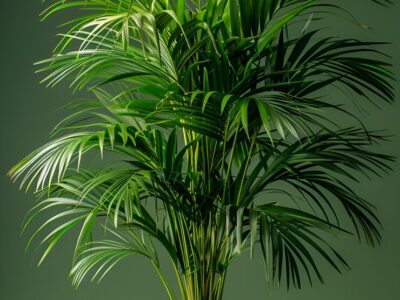 indoor plants